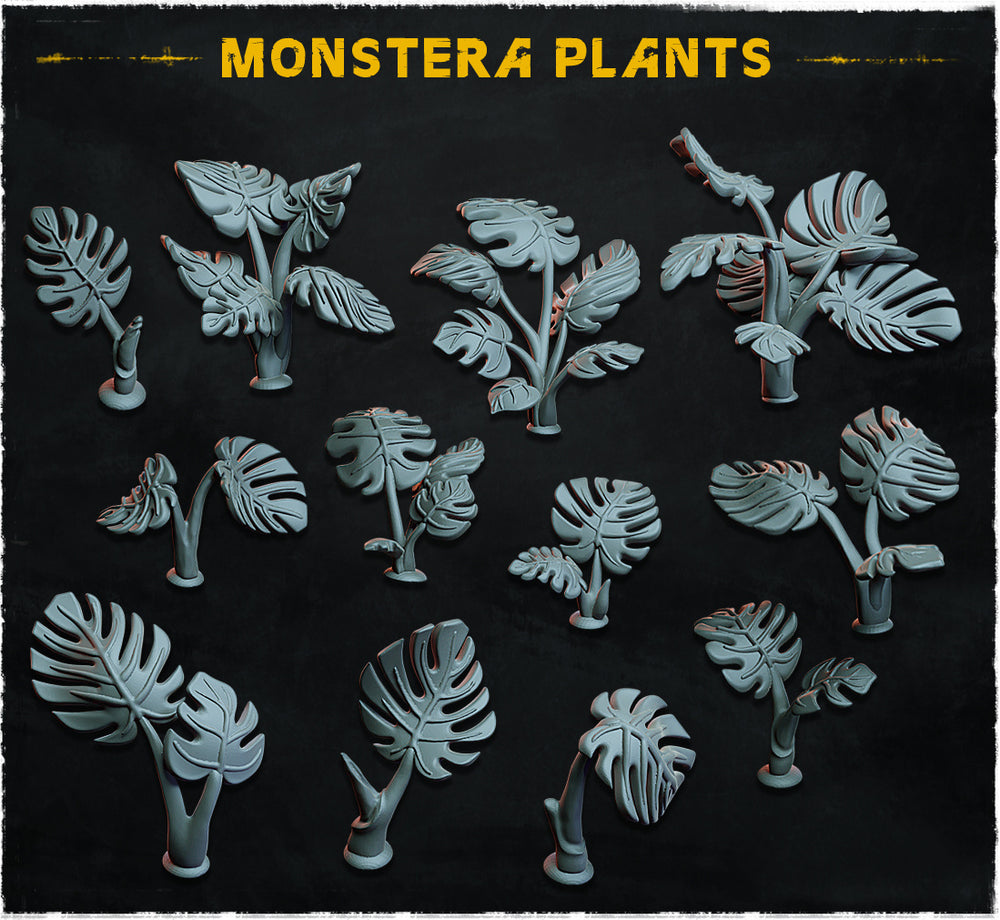 Monstera Plants