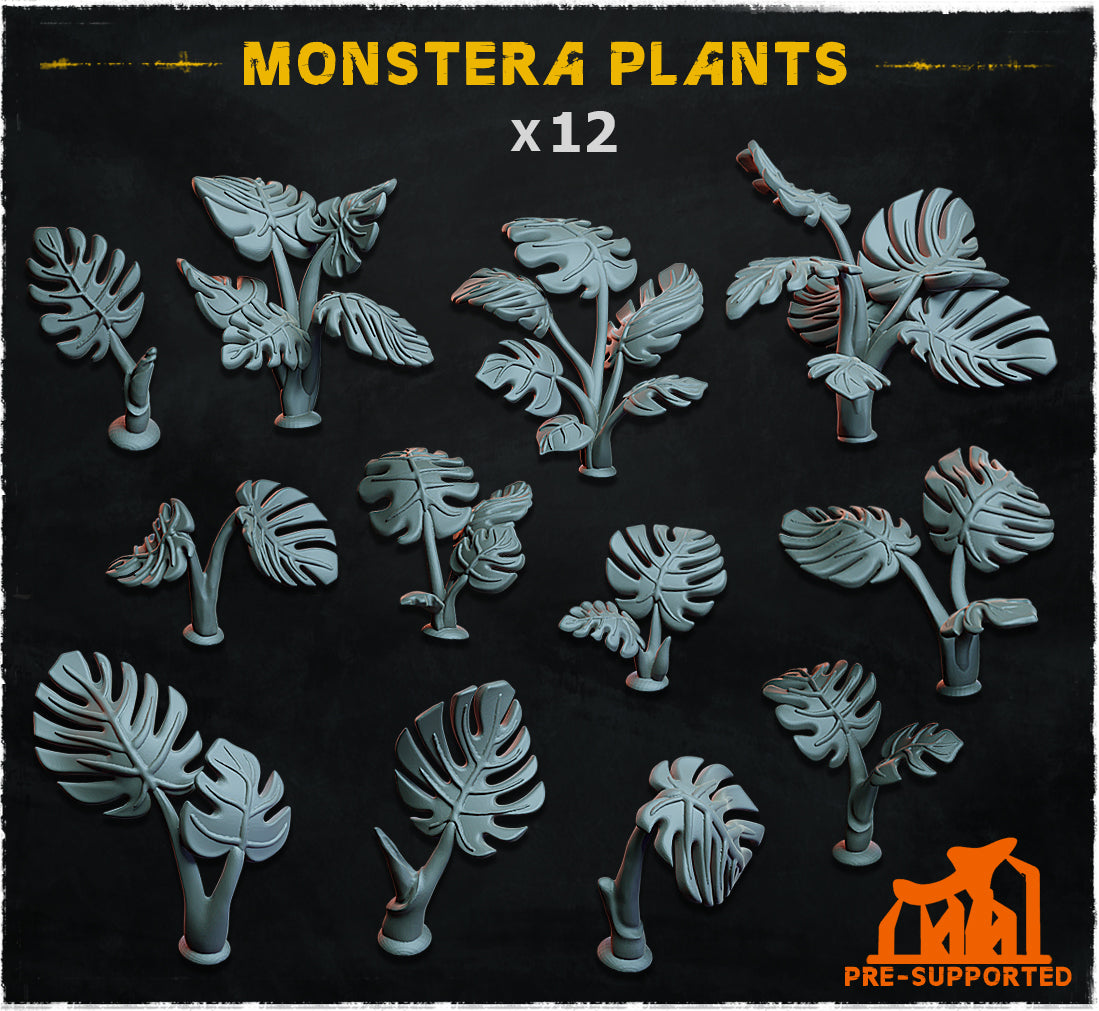 Monstera Plants